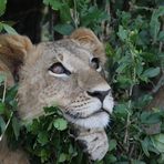 Masai Mara 2016 – so verträumt