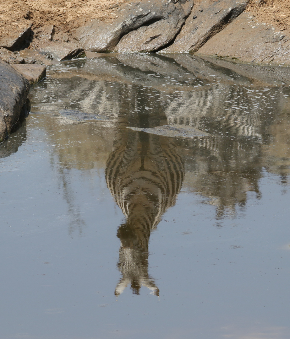 Masai Mara 2016 – Steppenzebra 