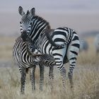 Masai Mara 2016 - Steppenzebra