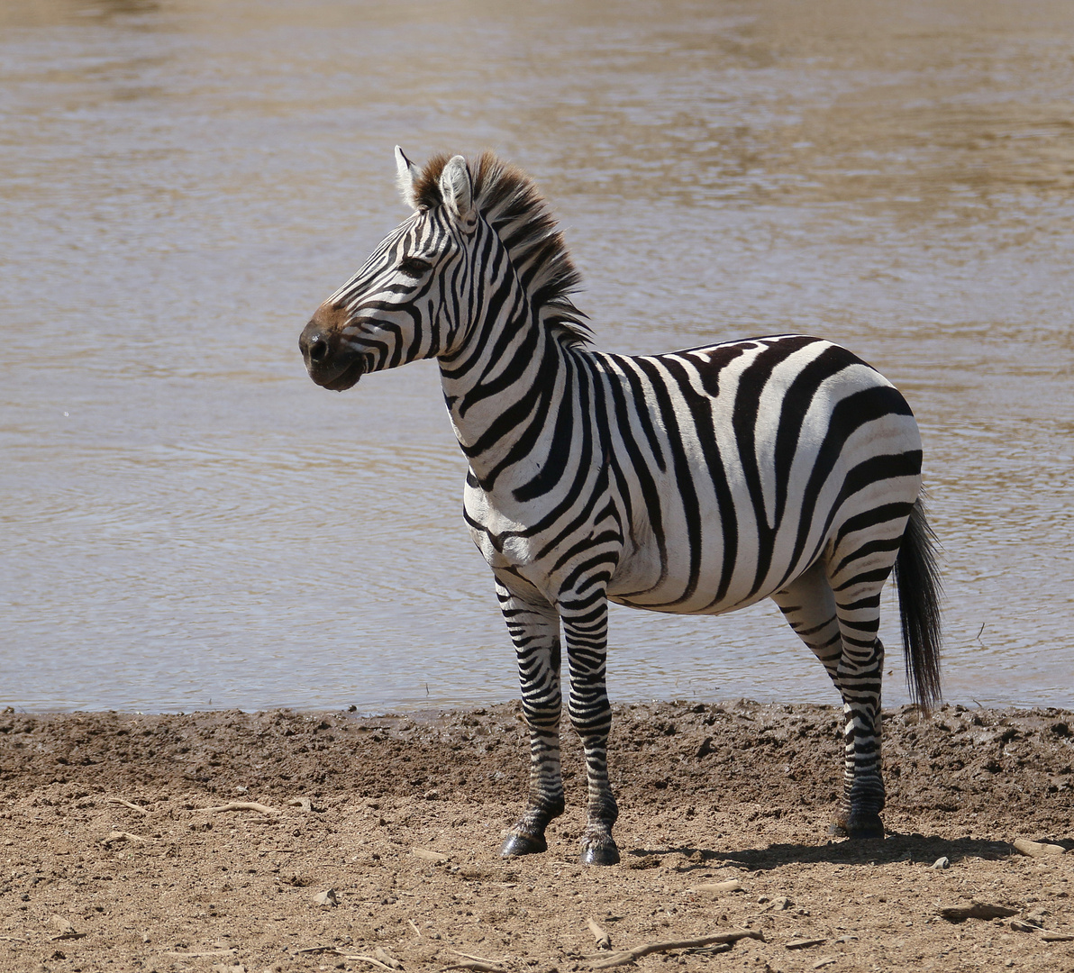 Masai Mara 2016 - Steppenzebra - Equus quagga