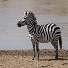 Masai Mara 2016 - Steppenzebra - Equus quagga