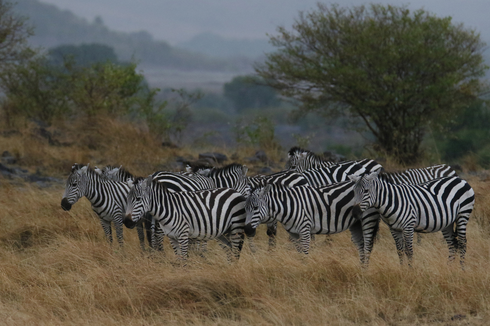 Masai Mara 2016 – Steppenzebras im Regen