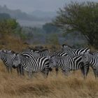 Masai Mara 2016 – Steppenzebras im Regen