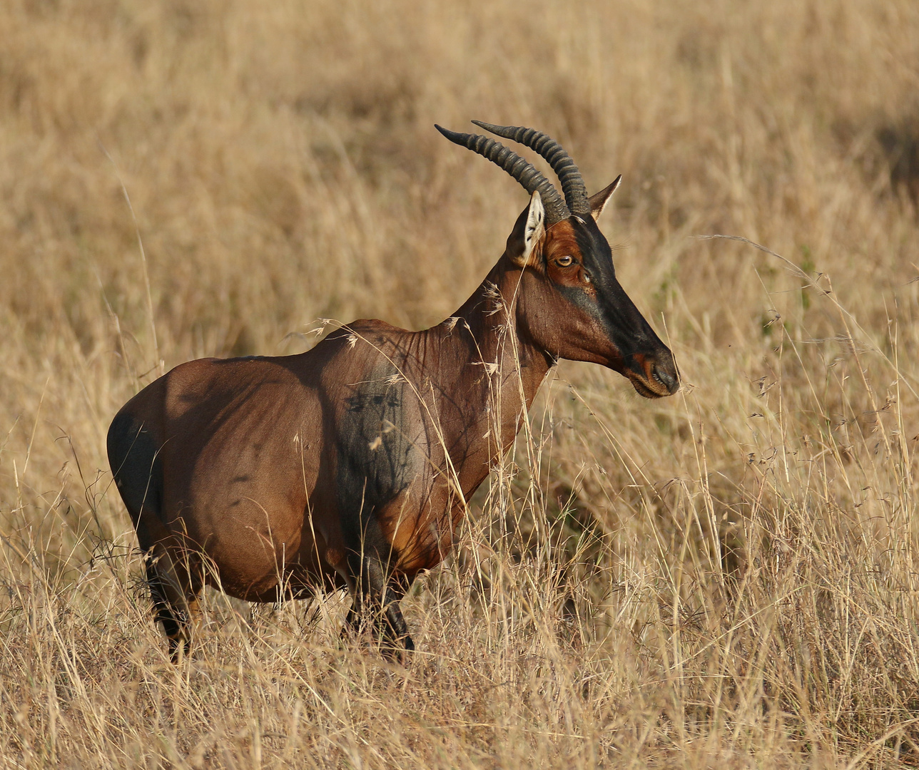 Masai Mara 2016 - Topi Antilope - Weibchen