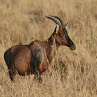 Masai Mara 2016 - Topi Antilope - Weibchen