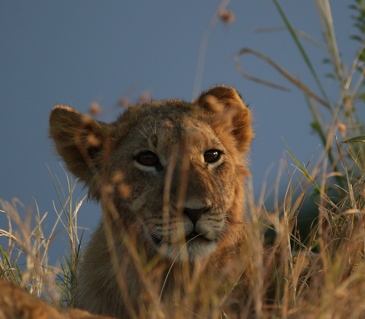 Masai Mara 2016 - Träumerle