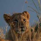 Masai Mara 2016 - Träumerle