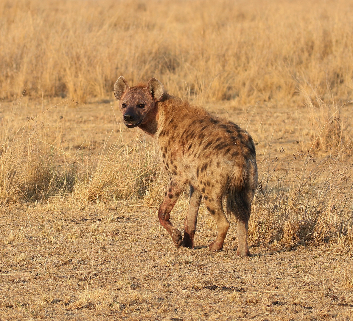 Masai Mara 2016 - Tüpfelhyäne in den frühen Morgenstunden