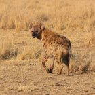 Masai Mara 2016 - Tüpfelhyäne in den frühen Morgenstunden