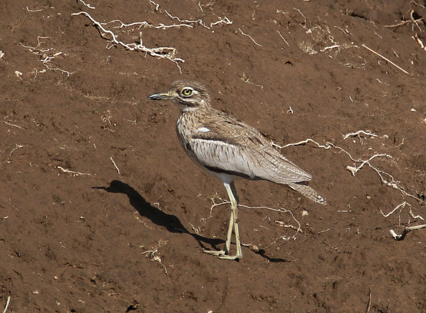 Masai Mara 2016 - Wassertriel 