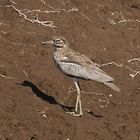 Masai Mara 2016 - Wassertriel 