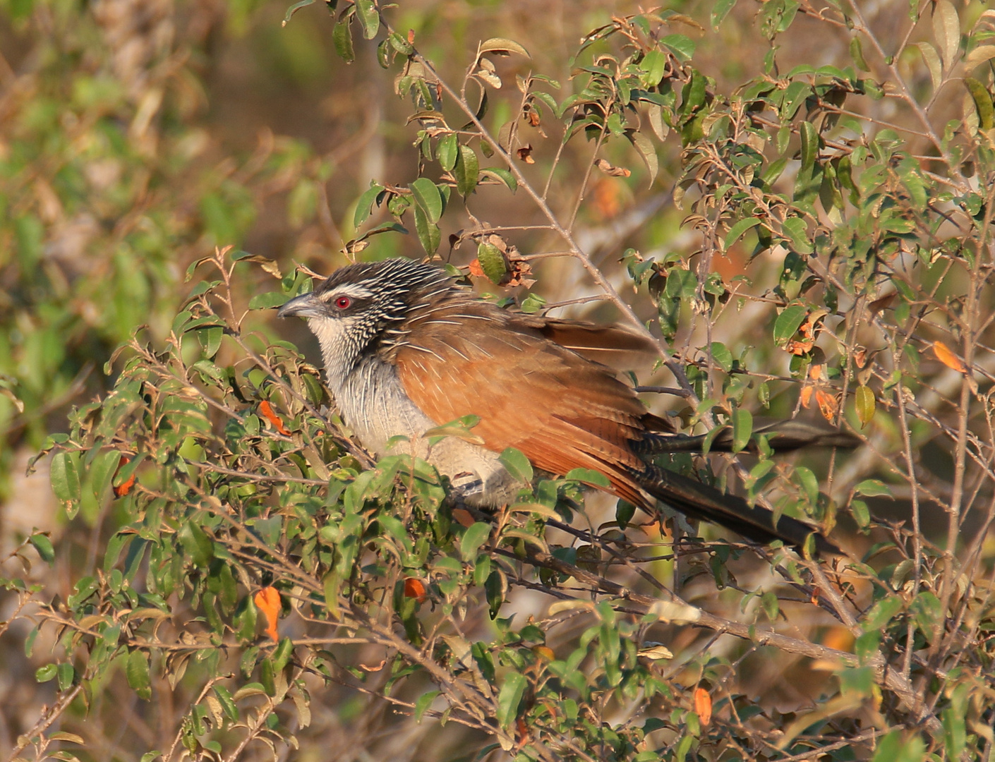 Masai Mara 2016 – Weißbrauenkuckuck 