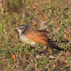 Masai Mara 2016 – Weißbrauenkuckuck 