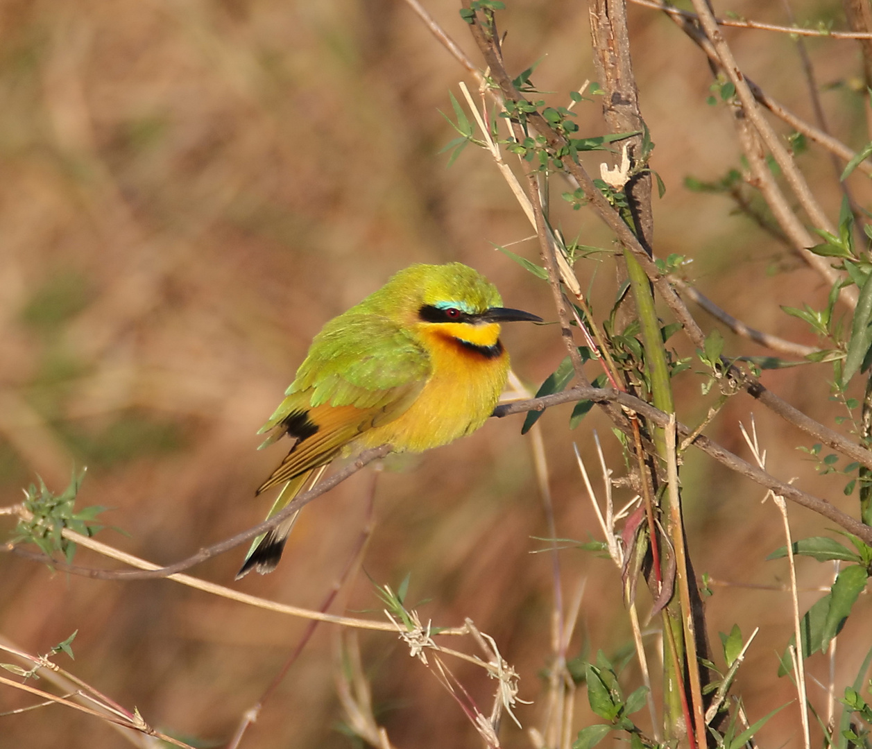 Masai Mara 2016 - Zwergspint - Merops pusillus