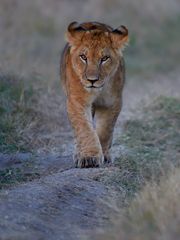 Masai Mara 2018