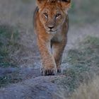 Masai Mara 2018