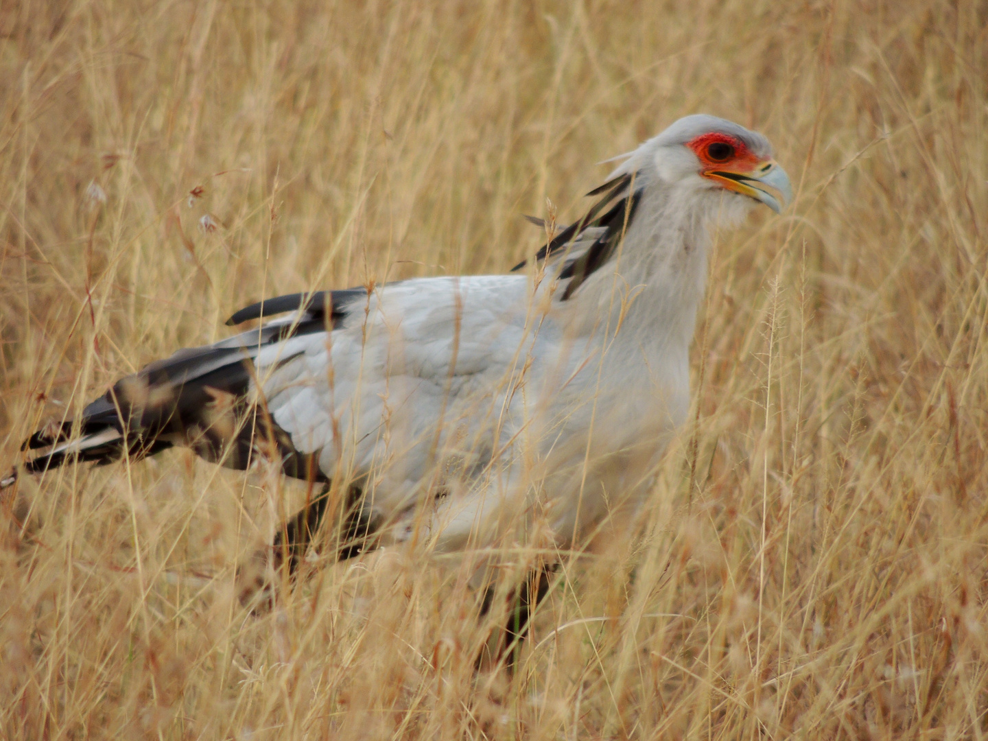 Masai Mara