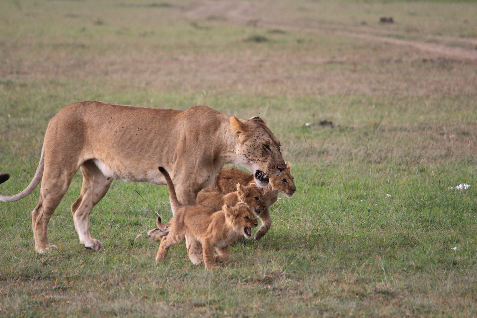 Masai Mara 3