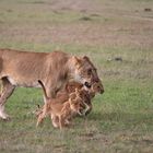 Masai Mara 3