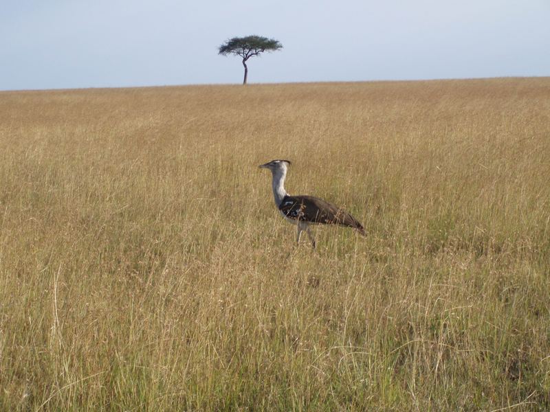 Masai Mara