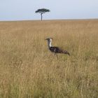 Masai Mara