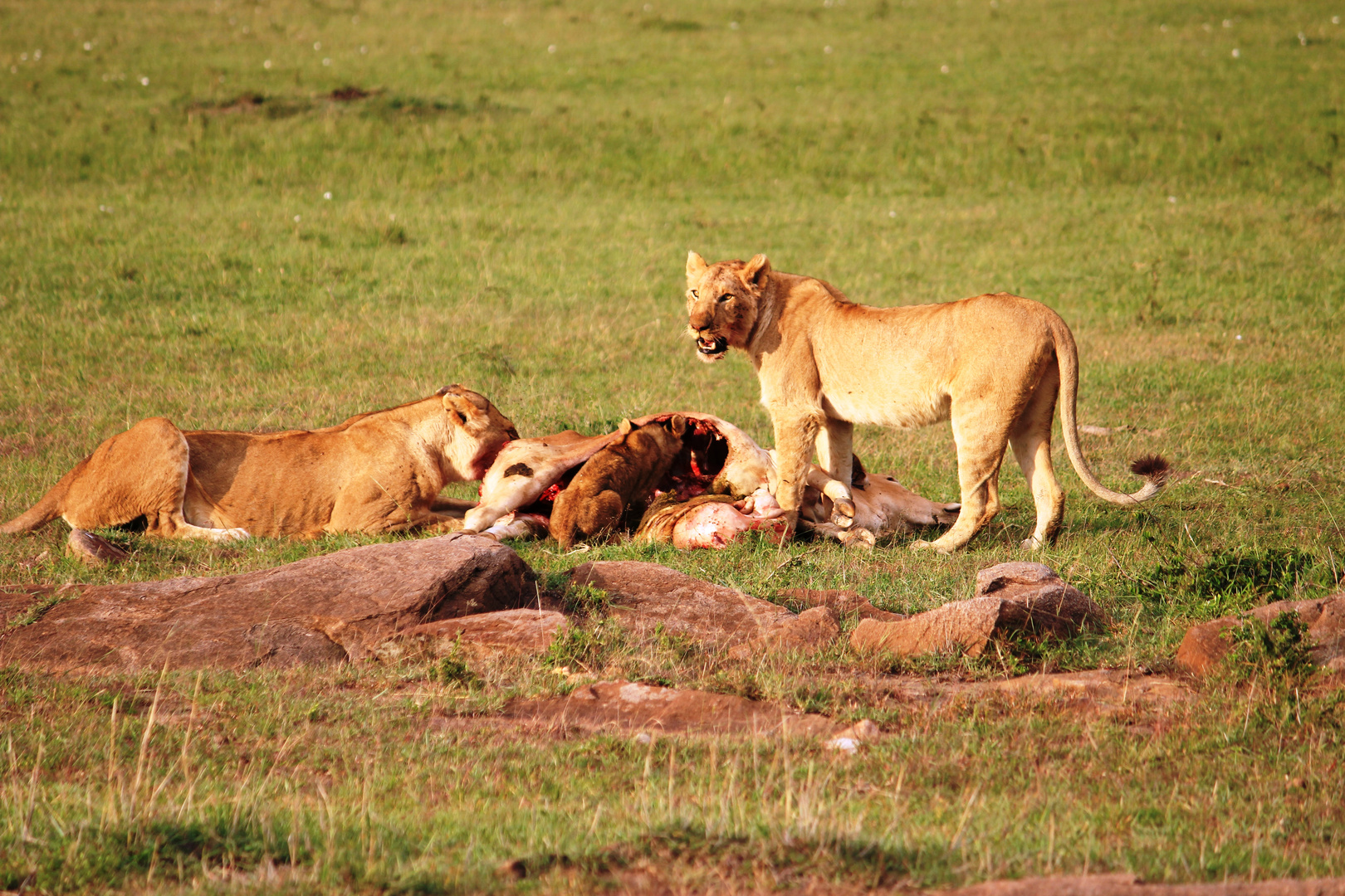 Masai Mara 4