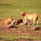 Masai Mara 4