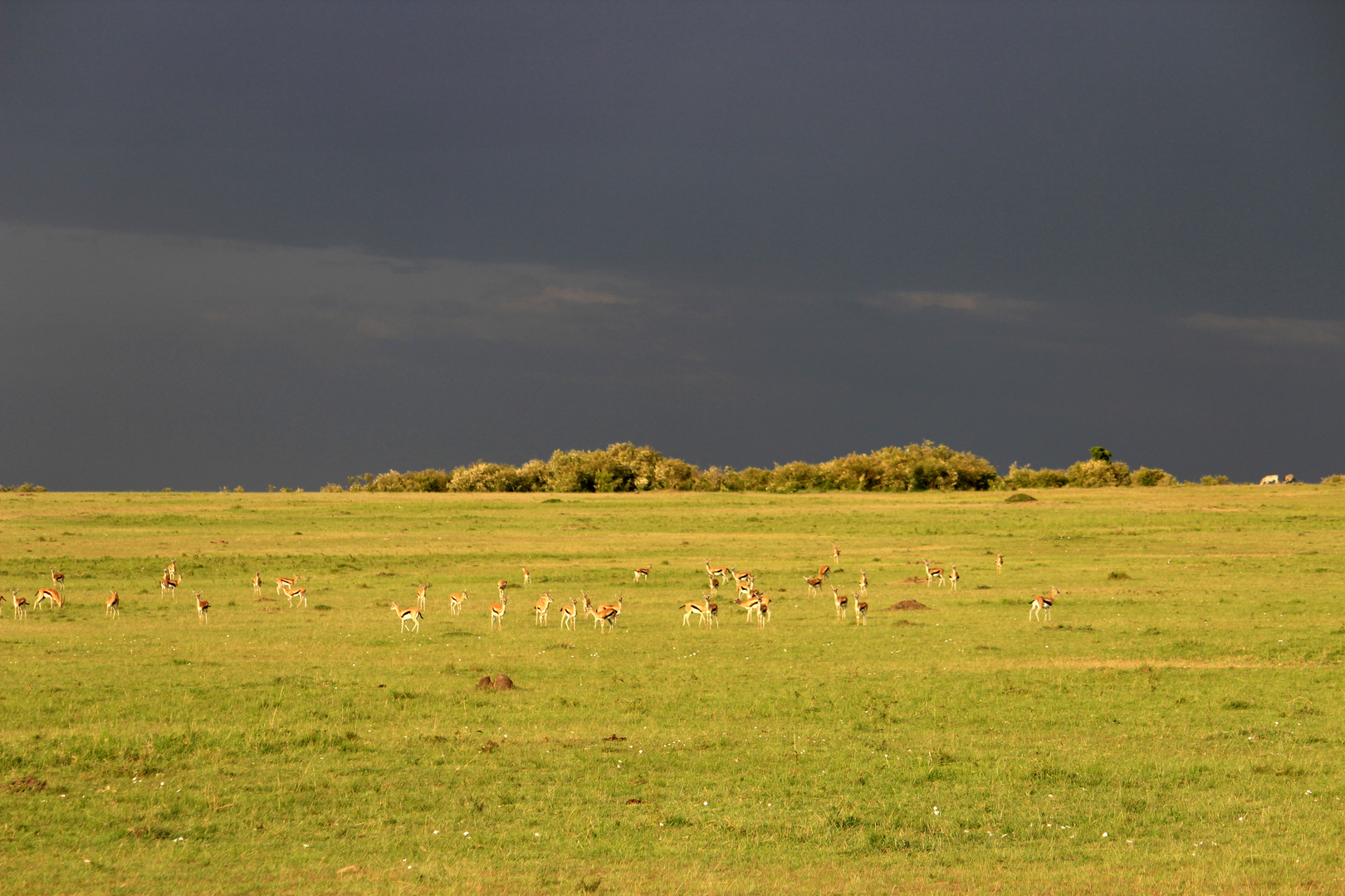 Masai Mara 5