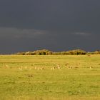 Masai Mara 5