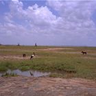 Masai Mara