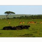 Masai Mara