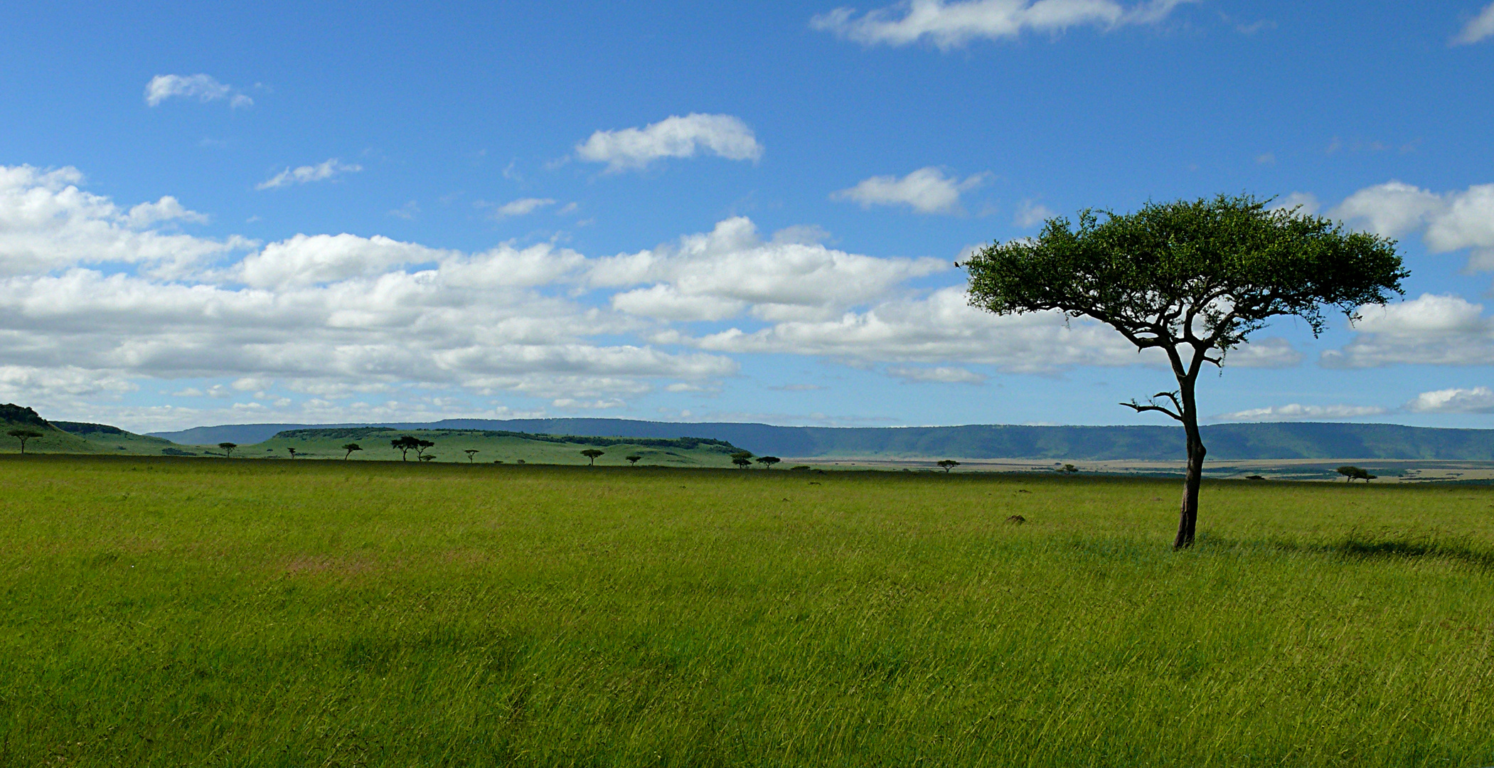 Masai Mara -