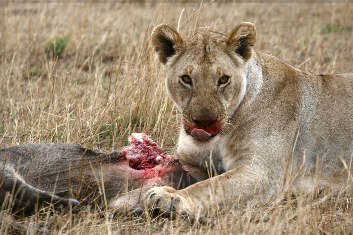 Masai Mara