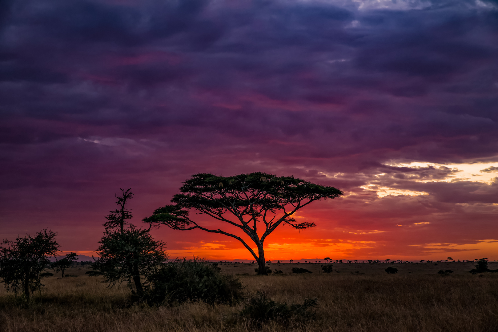 Masai Mara 