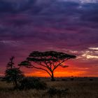 Masai Mara 