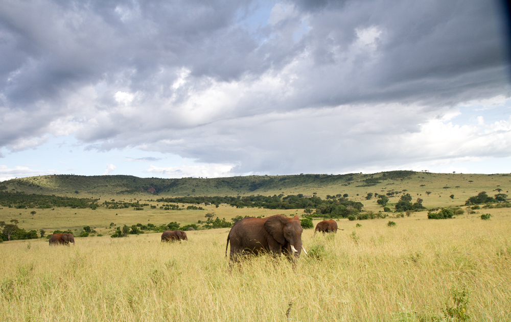 Masai Mara