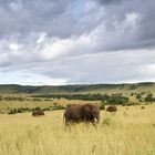 Masai Mara