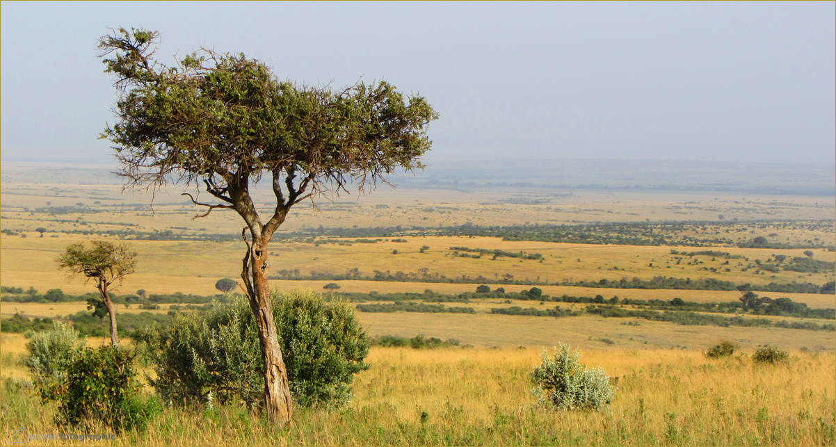 ° Masai Mara °