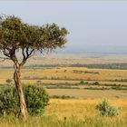 ° Masai Mara °