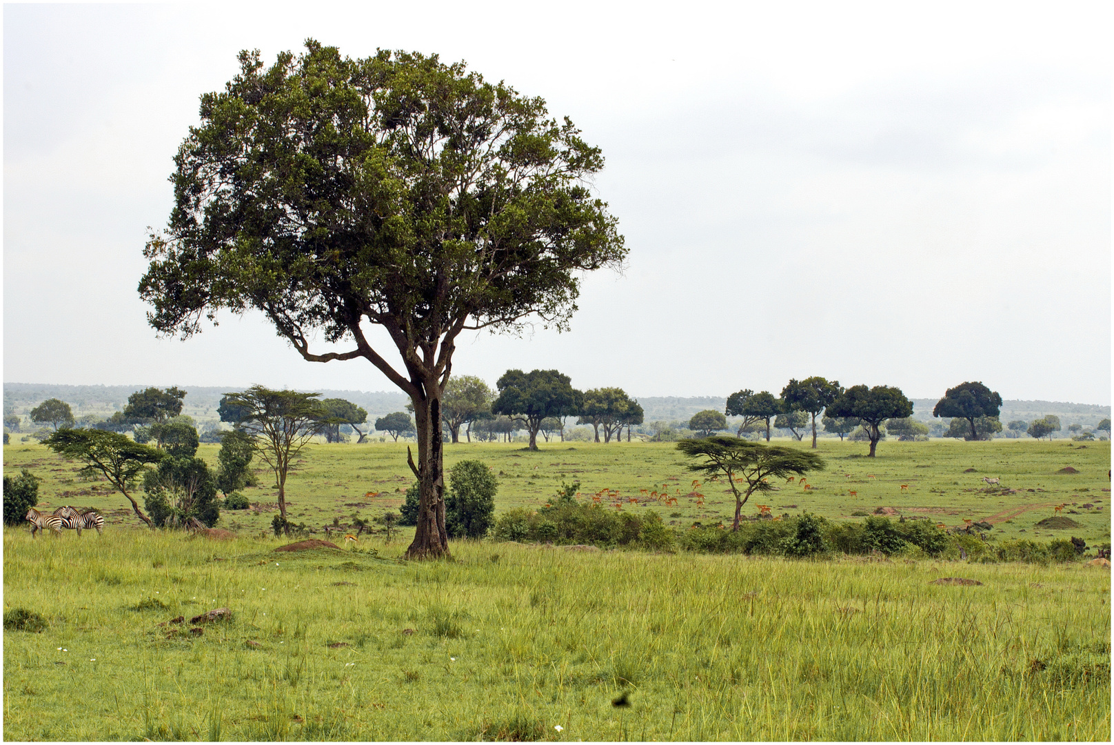 Masai Mara