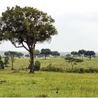 Masai Mara