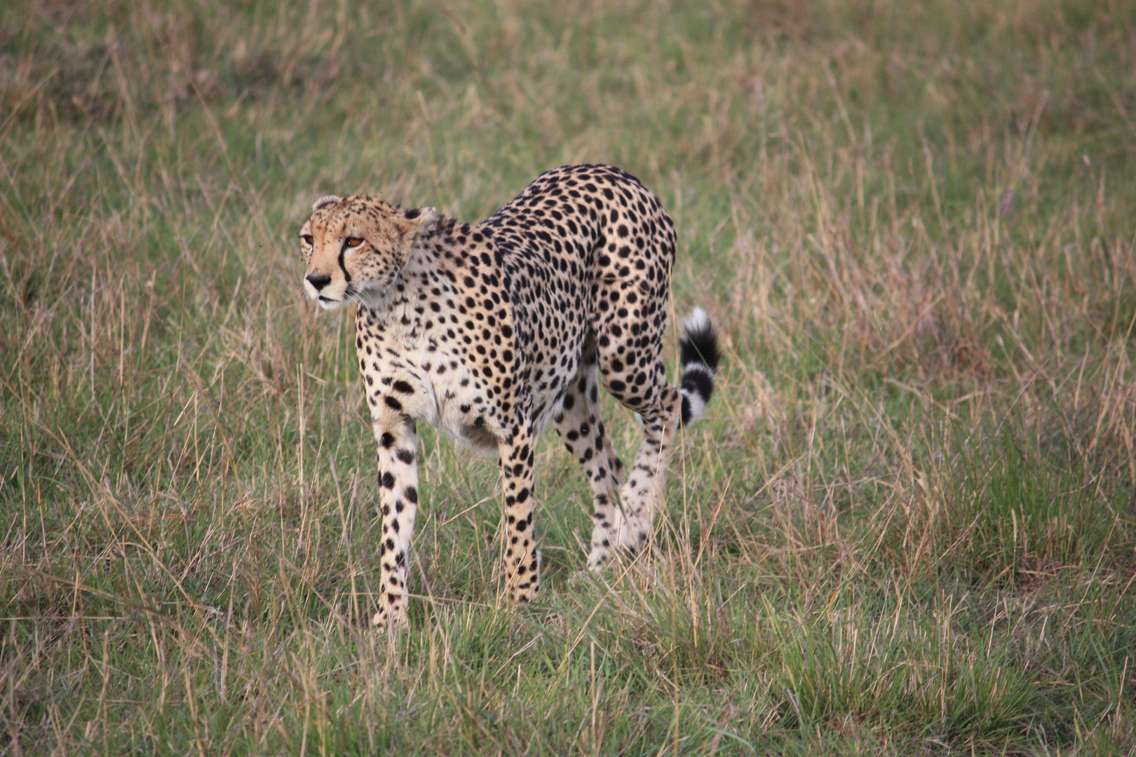 Masai Mara