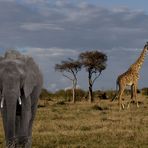 Masai Mara