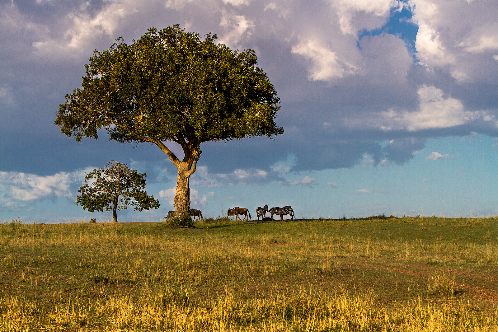 MASAI MARA