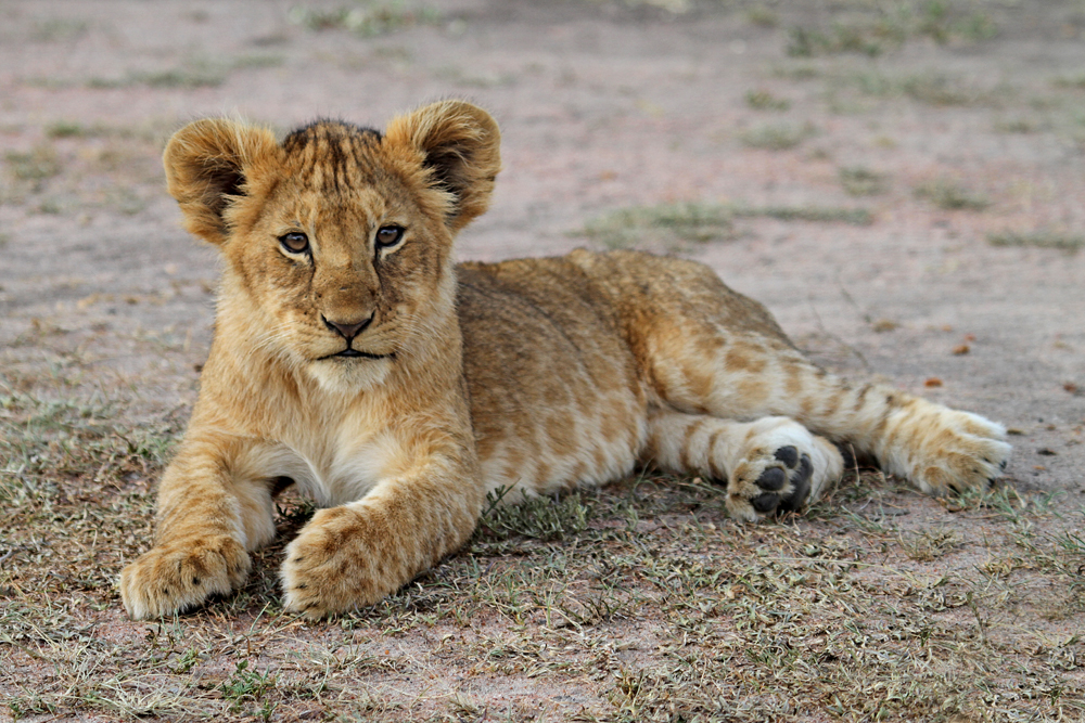 Masai Mara