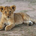 Masai Mara