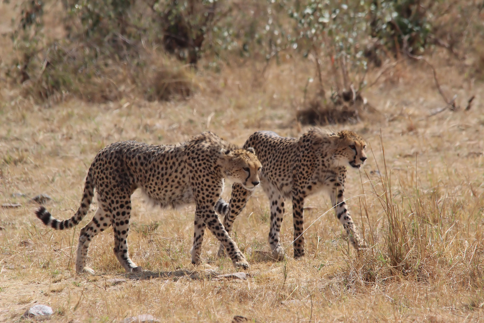 Masai Mara