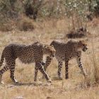 Masai Mara