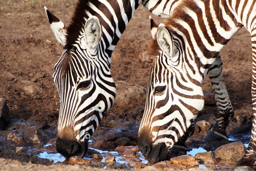 Masai Mara ~ Drinking Zebras