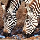 Masai Mara ~ Drinking Zebras